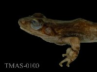 Swinhoe's brown frog Collection Image, Figure 3, Total 11 Figures